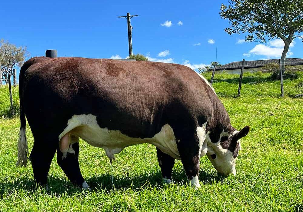 Sarona Herefords Bluff Mandela Bull/