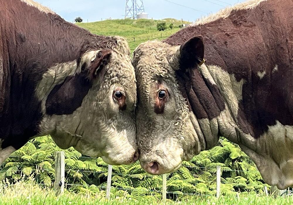 SaronaBullHeads Sarona bull heads.